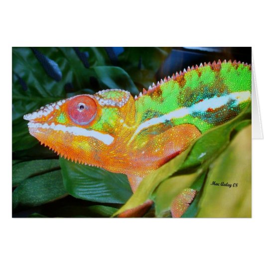 Panther Chameleon Cards (Front Horizontal)