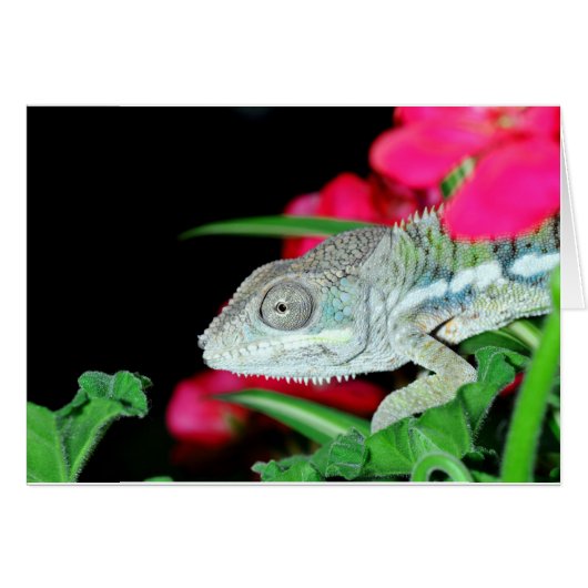 panther chameleon cards (Front Horizontal)
