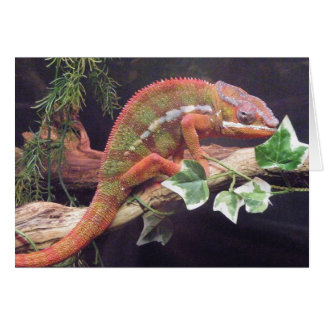Panther Chameleon Cards