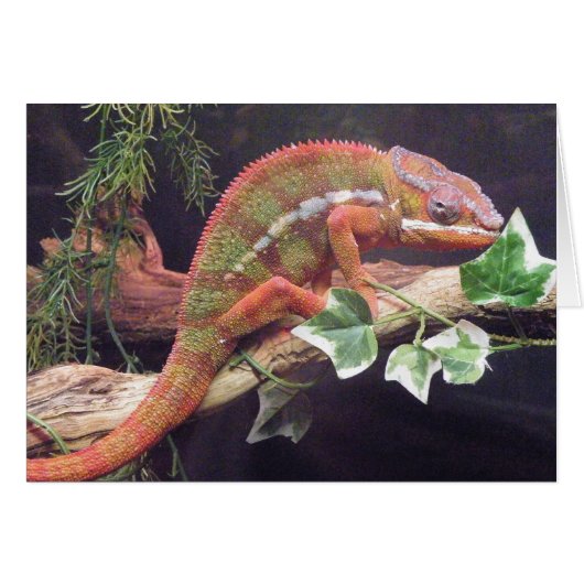 Panther Chameleon Cards (Front Horizontal)