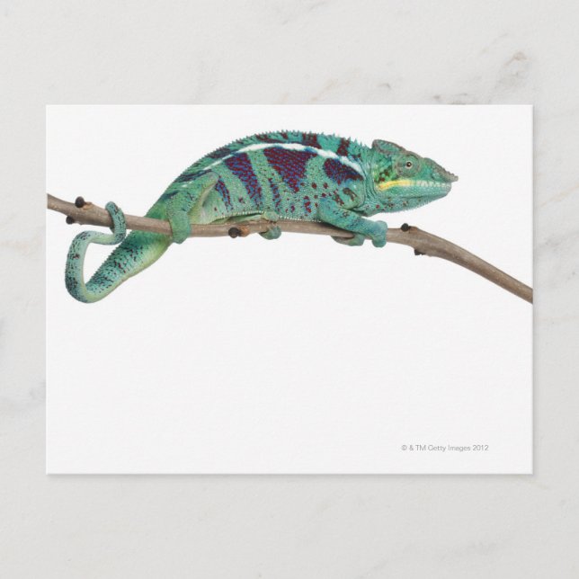 Panther Chameleon Nosy Be (Furcifer pardalis) Postcard (Front)