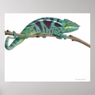 Panther Chameleon Nosy Be (Furcifer pardalis) Poster
