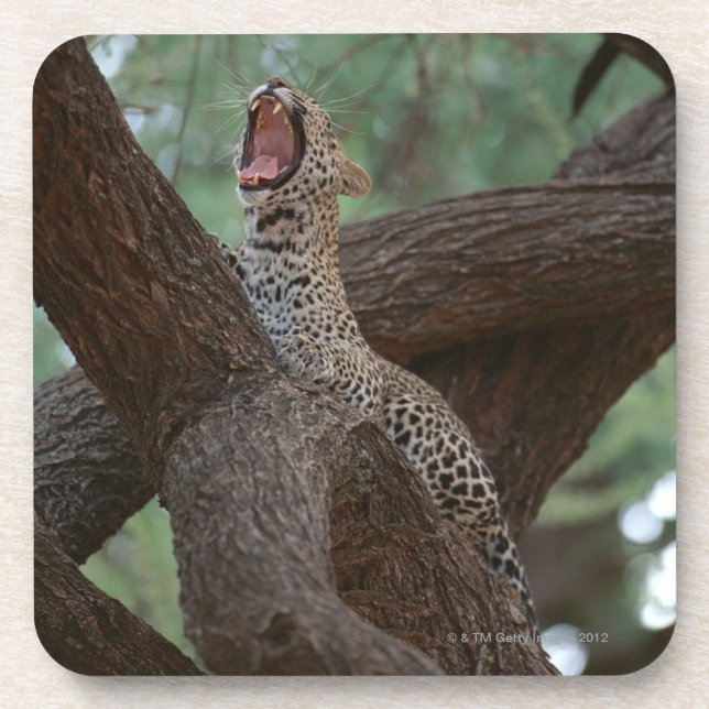 Panther Drink Coaster (Front)