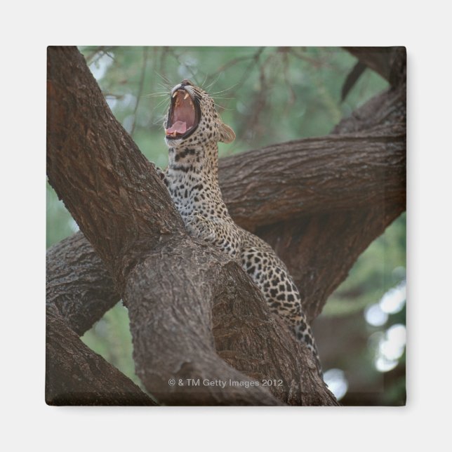 Panther Magnet (Front)