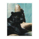 Panther with Piercing Eyes Postcard