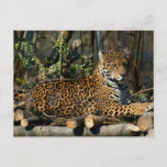 Panthera Jaguar Postcard