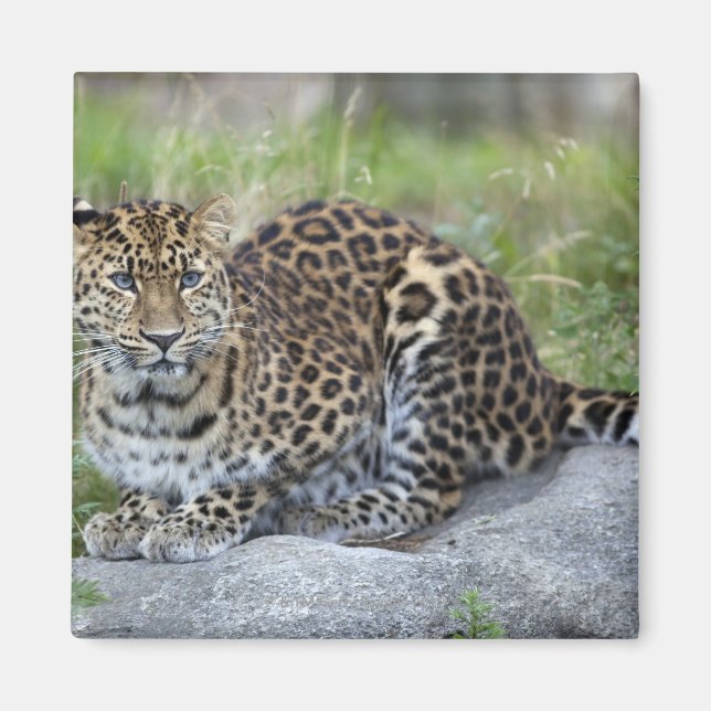 Panthera pardus orientalis magnet (Front)