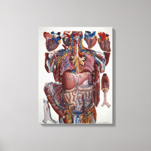 Paolo Mascagni Illustration of Human Viscera Canvas Print