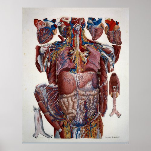 Paolo Mascagni Illustration of Human Viscera Poster