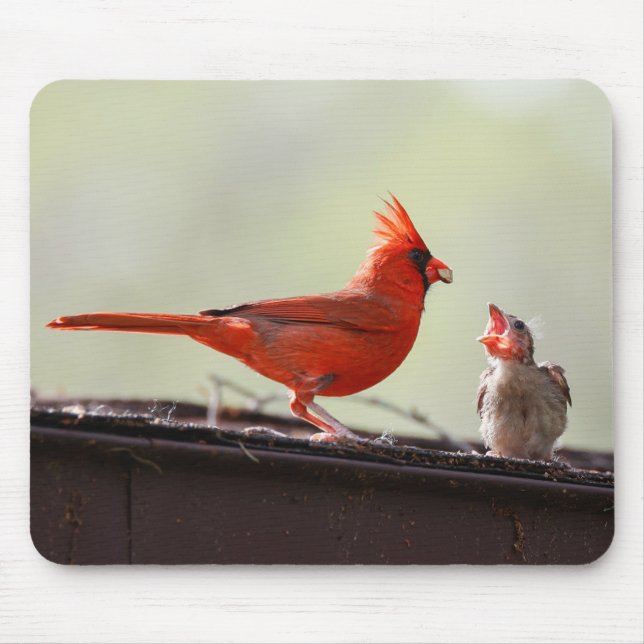 Papa and Baby Cardinal 1 Mouse Pad (Front)