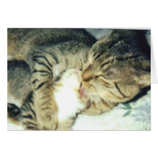 Papa Cat and His Kitten Cards