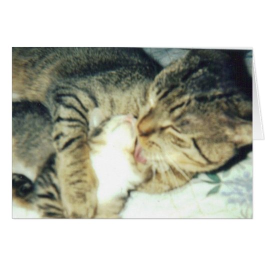 Papa Cat and His Kitten Cards (Front Horizontal)