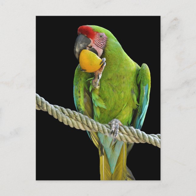 Papagei - Postkarten Postcard (Front)