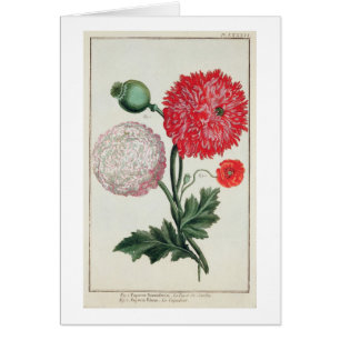 Papaver somniferum and Papaver rheas engraved by G