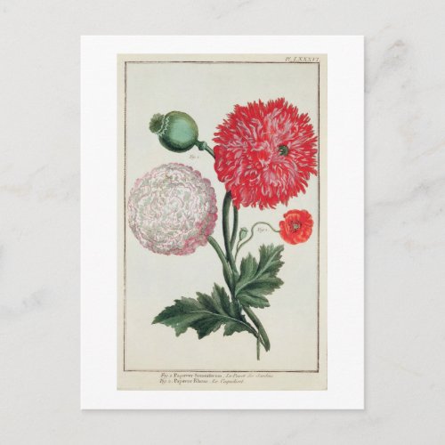 Papaver somniferum and Papaver rheas engraved by G Postcard