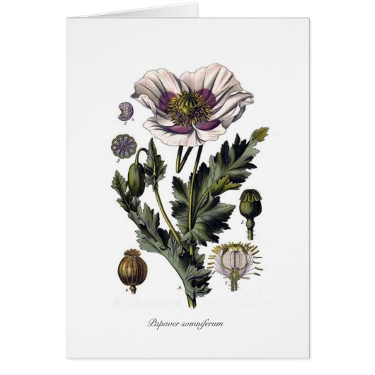 Papaver somniferum cards (Front)