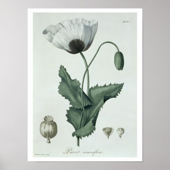 Papaver Somniferum from 'Phytographie Medicale' by Poster (Front)