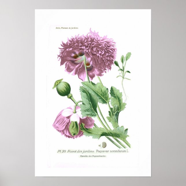 Papaver somniferum (Opium Poppy) Poster (Front)