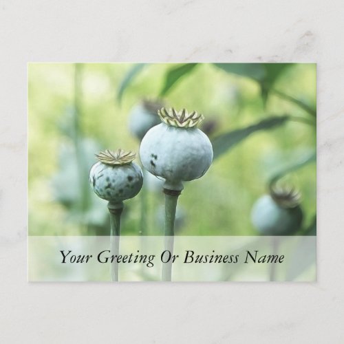 Papaver Somniferum Seed Heads Postcard