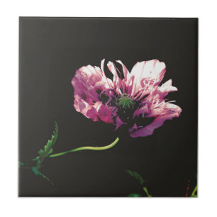 Papaver Sugarplum Ceramic Tile