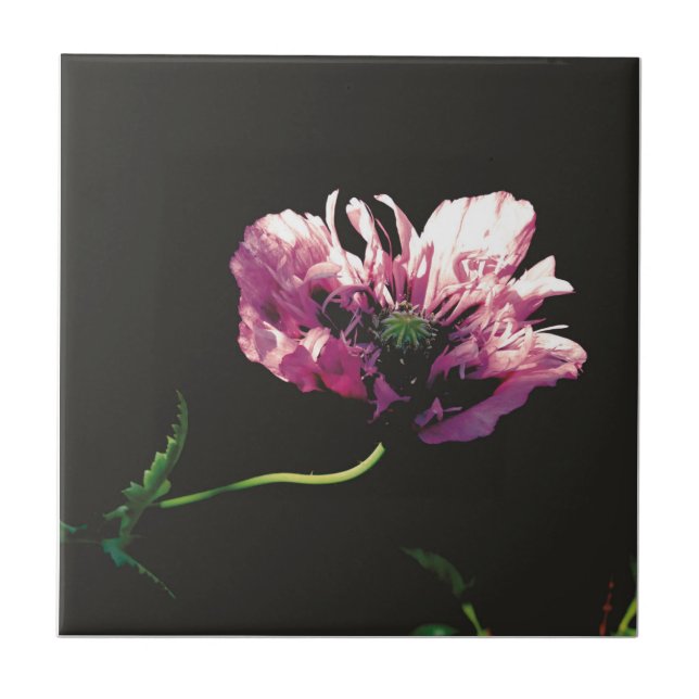 Papaver Sugarplum  Ceramic Tile (Front)