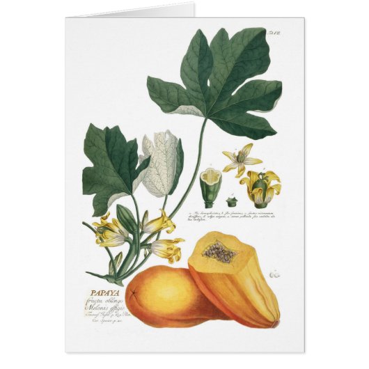 Papaya Cards (Front)