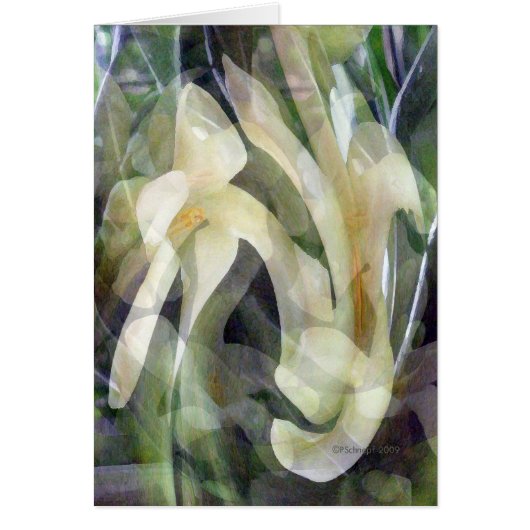 Papaya Flower in Abstract Cards (Front)