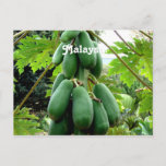 Papaya Postcard