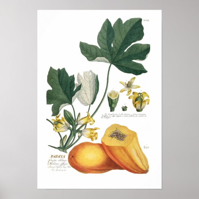 Papaya Poster (Front)