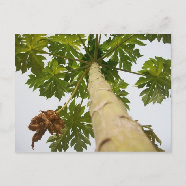 Papaya Tree, Nigeria Postcard (Front)