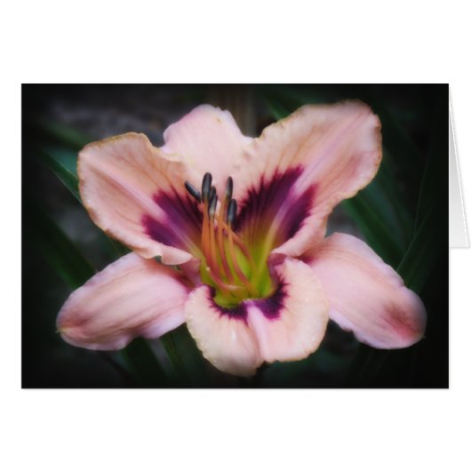 Paper Beauty (Front Horizontal)