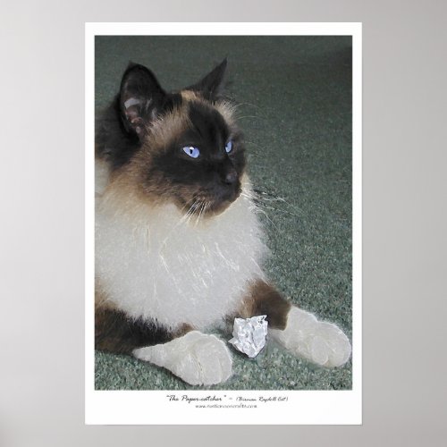 PAPER CATCHER Ragdoll Cat Poster