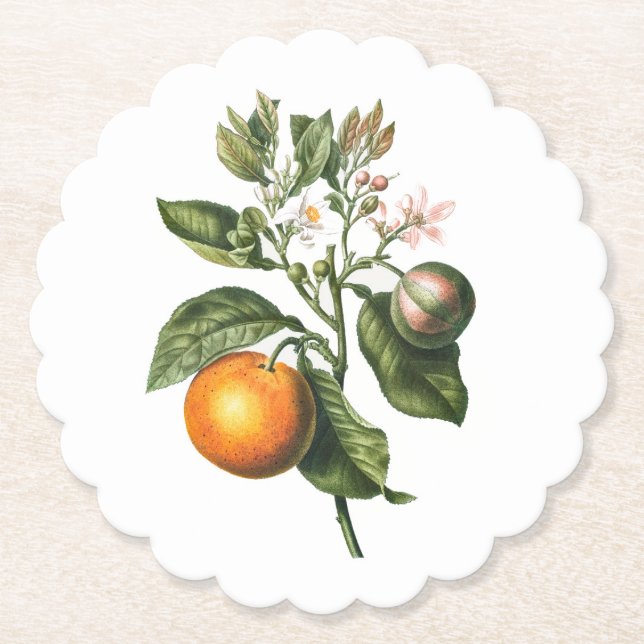 PAPER COASTER : BITTER ORANGE BLOSSOM (Front)