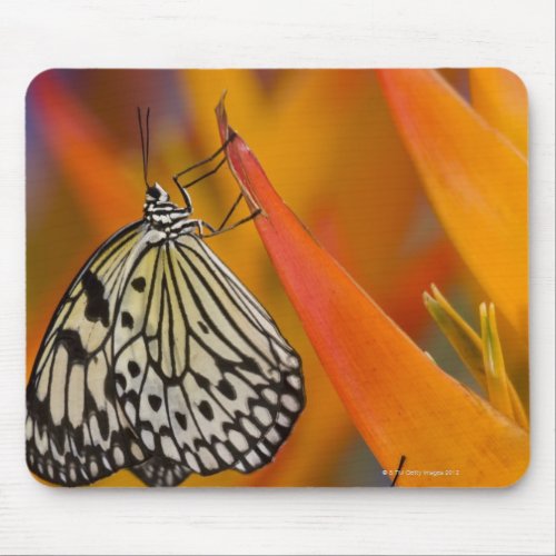 Paper Kite Butterflies Idea leuconoe on flower Mouse Pad
