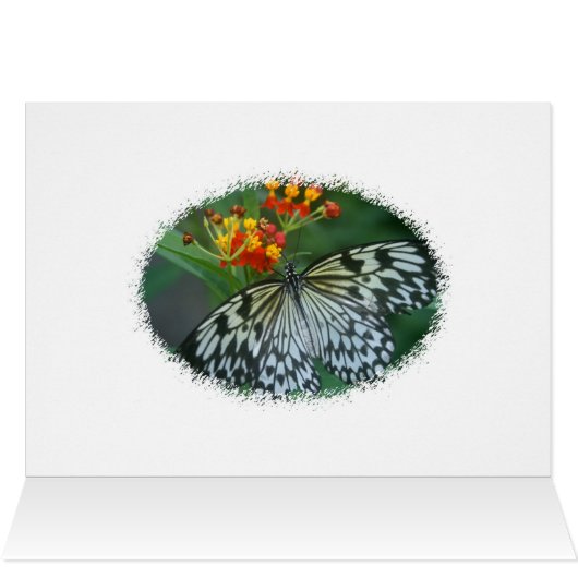 Paper Kite Butterfly (Inside Horizontal (Top))