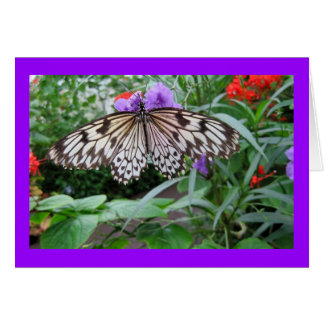 Paper Kite Butterfly Cards