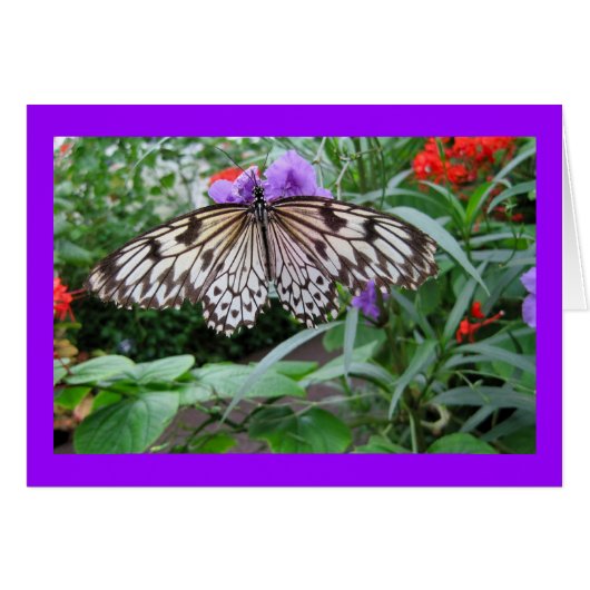 Paper Kite Butterfly Cards (Front Horizontal)