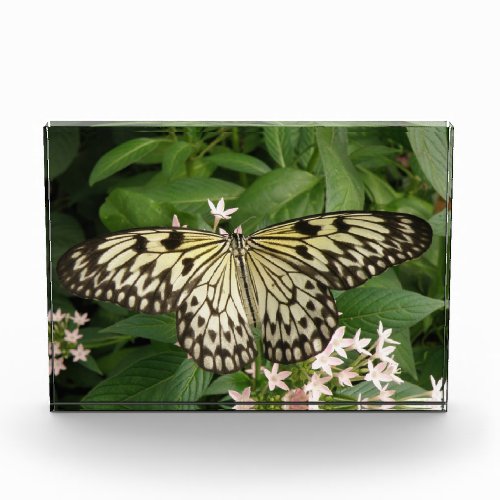 Paper Kite Butterfly Decorative Acrylic Award