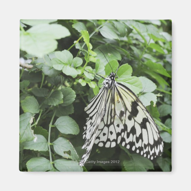 Paper Kite Butterfly (Idea leuconoe) on vine, Magnet (Front)