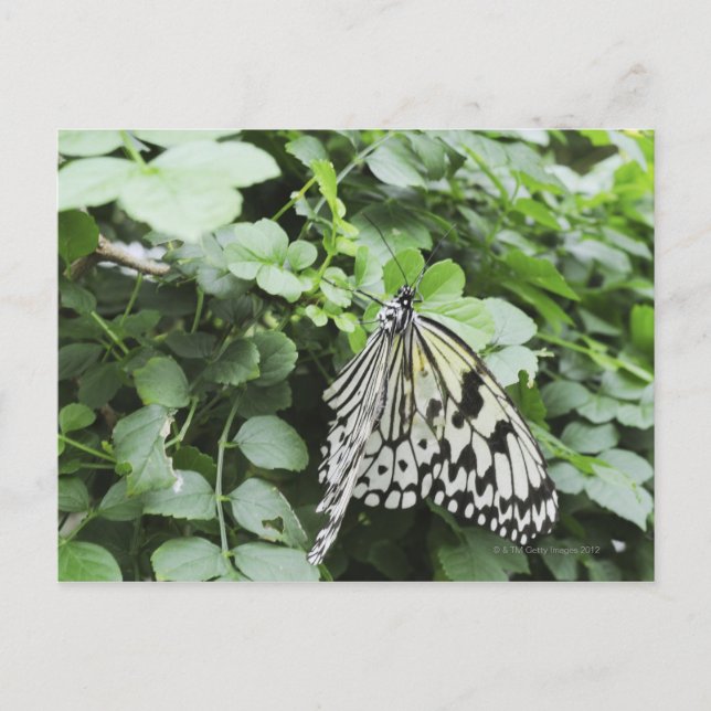 Paper Kite Butterfly (Idea leuconoe) on vine, Postcard (Front)