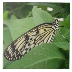 Paper Kite Butterfly Macro Tile