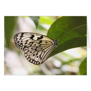Paper Kite butterfly on a green leaf Cards