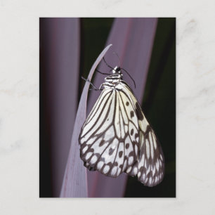 Paper Kite butterfly on purple Postcard