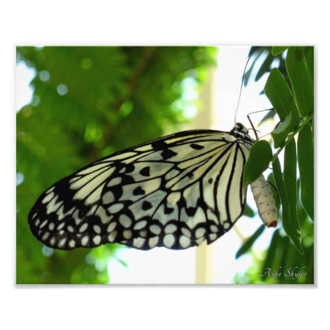 Paper Kite Butterfly Photo Print (Front)