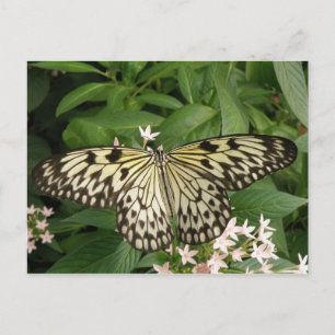 Paper Kite Butterfly Postcard