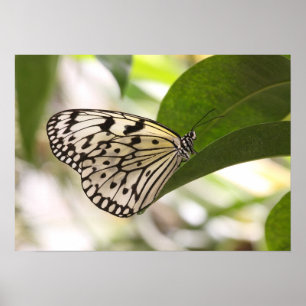 Paper kite butterfly poster