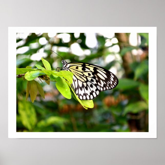 Paper kite butterfly poster (Front)