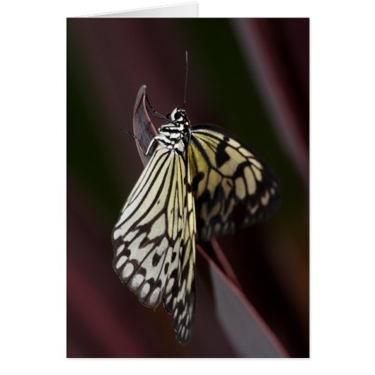 Paper kite in purple cards (Front)