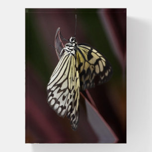 Paper kite in purple paperweight