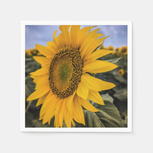 Paper Napkins